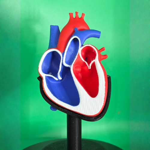 Fetal Heart Anatomy Model with Stand - Image 2