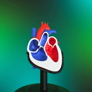 Tricuspid Atresia Heart Model with Stand