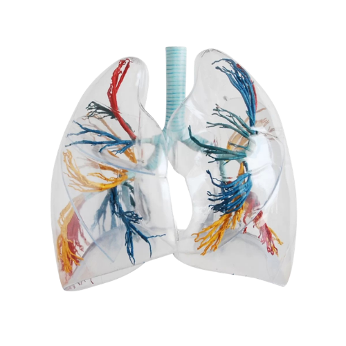 human lung The Cottagecore Reptile Coloring Book