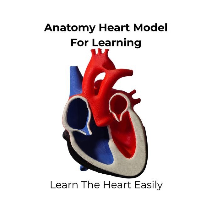 How Durable Are 3D Printed Classroom Models?